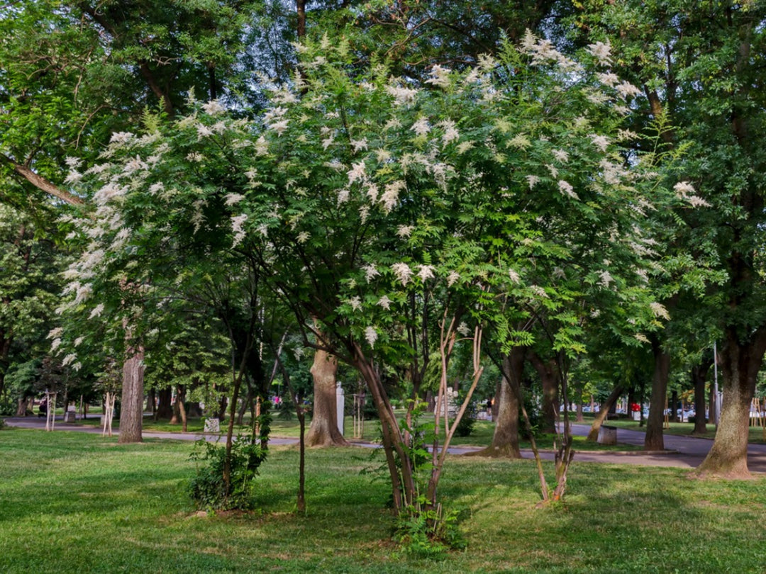 Japanese Lilac Ivory Silk Tree