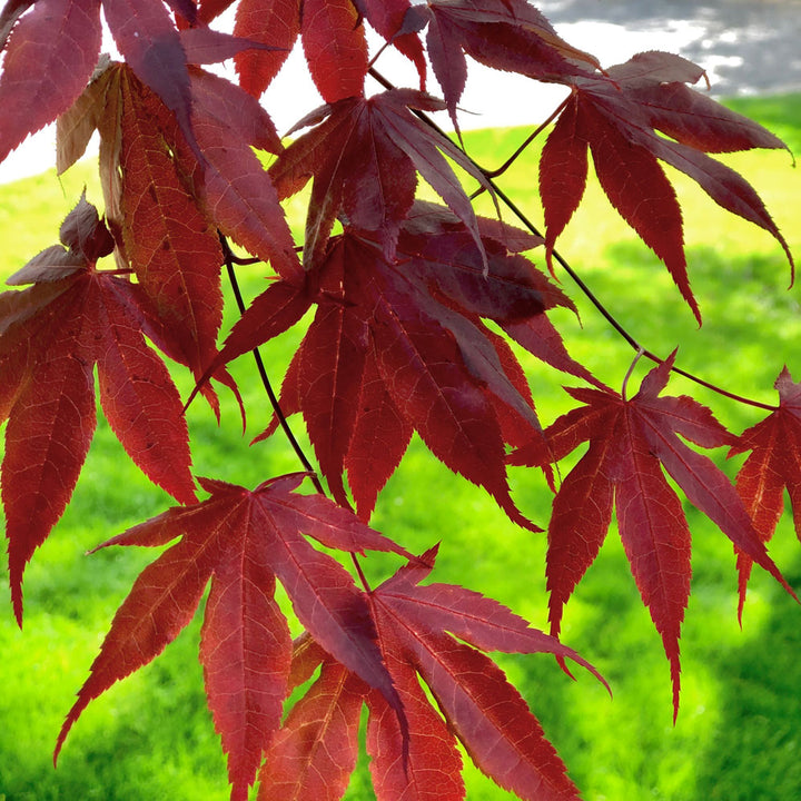 Japanese Maple 'Bloodgood' - Acer palmatum