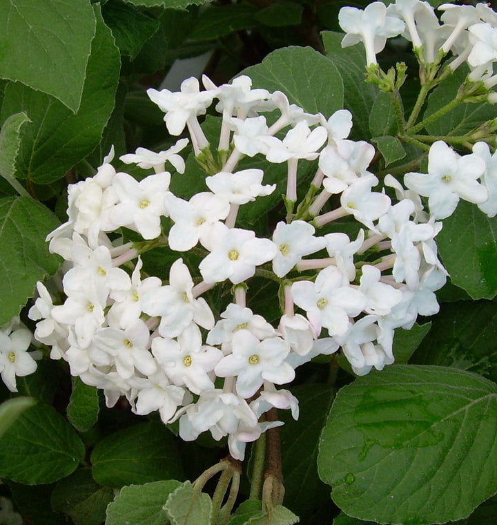 Juddii Viburnum Snowball Flowers