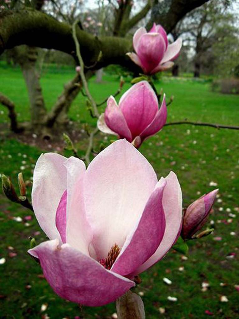 Saucer magnolia lennei