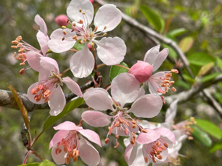 Southern crabapple blossoms