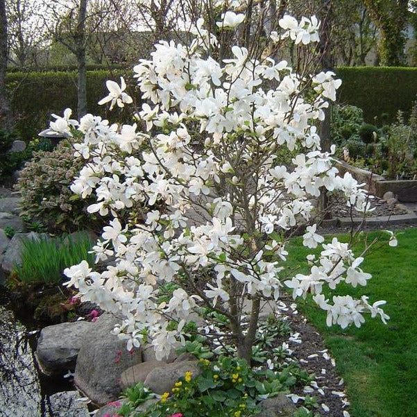 Magnolia 'Merrill Loebner'