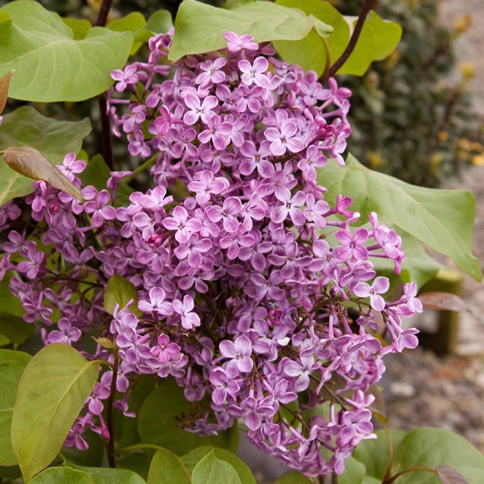 Old Glory Lilac