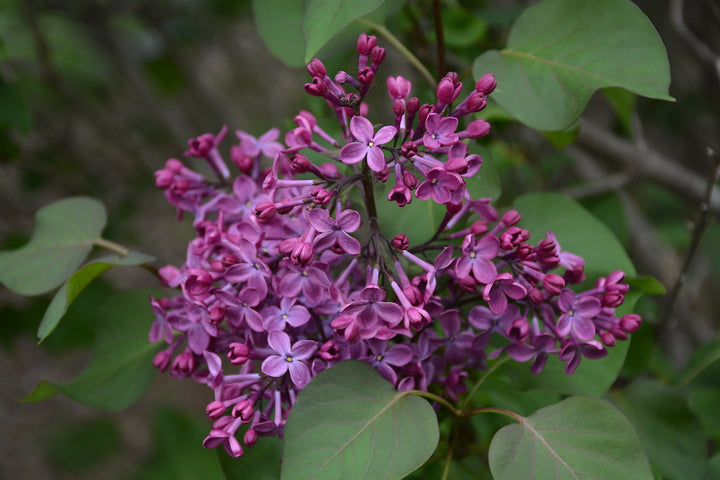 Old Glory Lilac Blooms