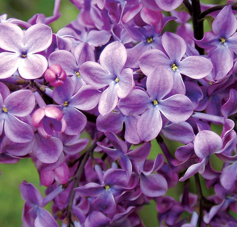Old Glory Lilac Flowers