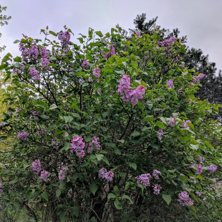 Old Glory Lilac Bush