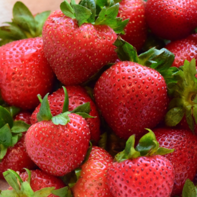 Strawberries Everbearing 'Ozark Beauty'