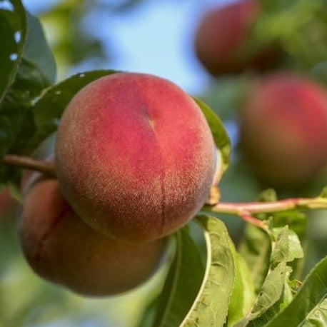 'Elberta' Peach Tree
