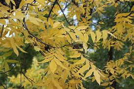 Native Pecan Tree Autumn Leaves