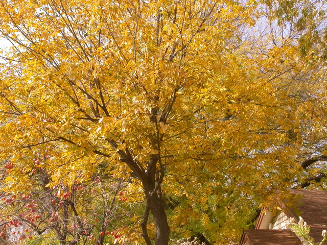 Native Pecan Tree Autumn