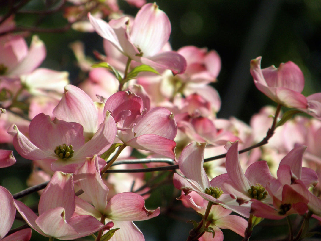 Stellar Pink Flowering Dogwood flowers