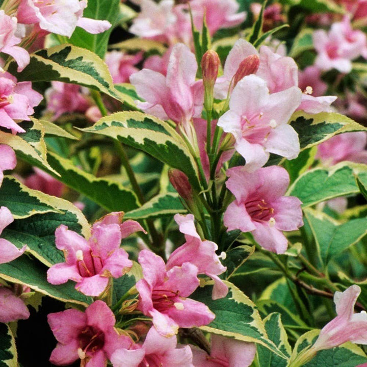 Pink Variegated Weigela Flowers