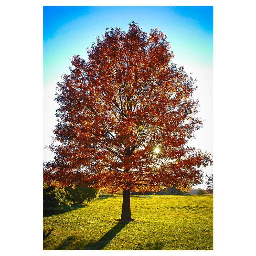 Pin Oak Tree Autumn