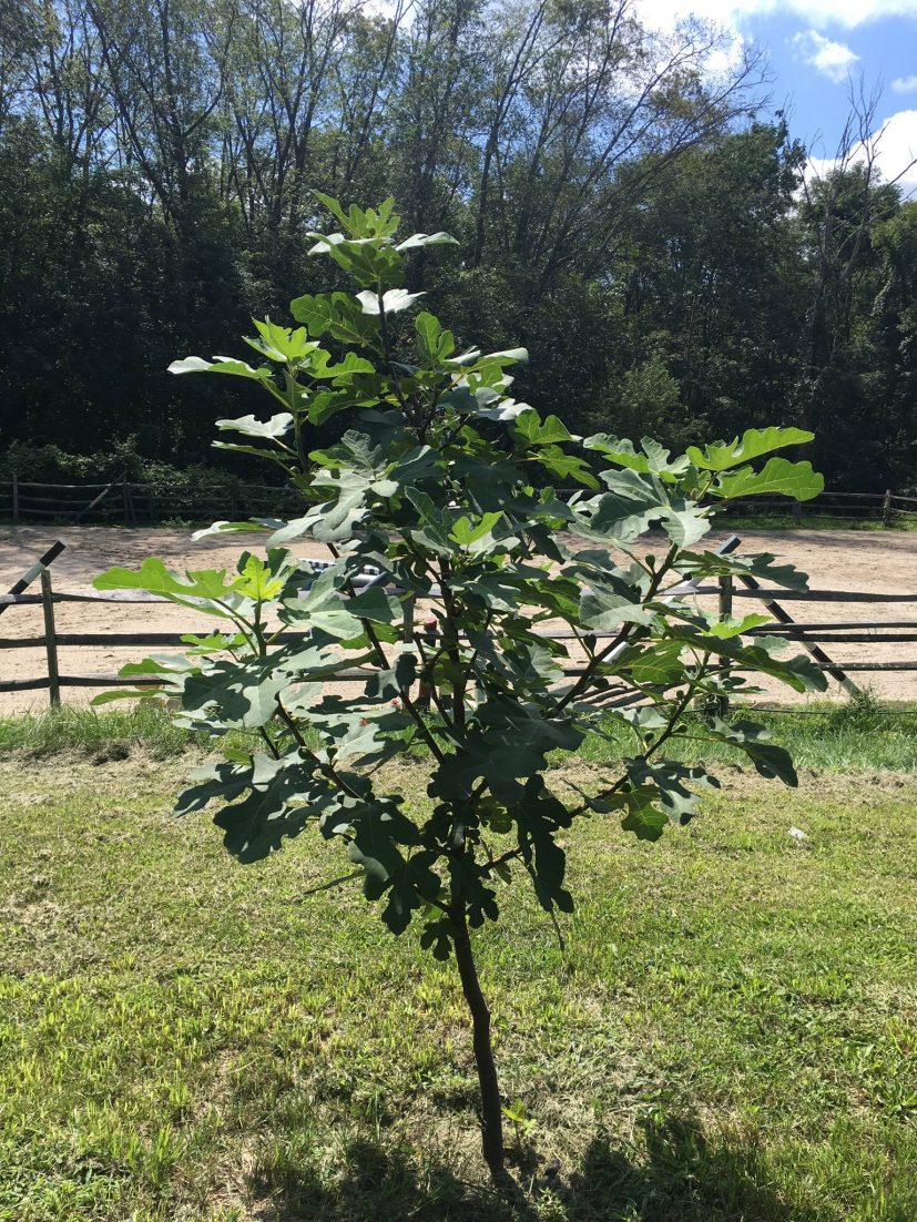 Fig Tree 'Celeste' – Tristar Plants