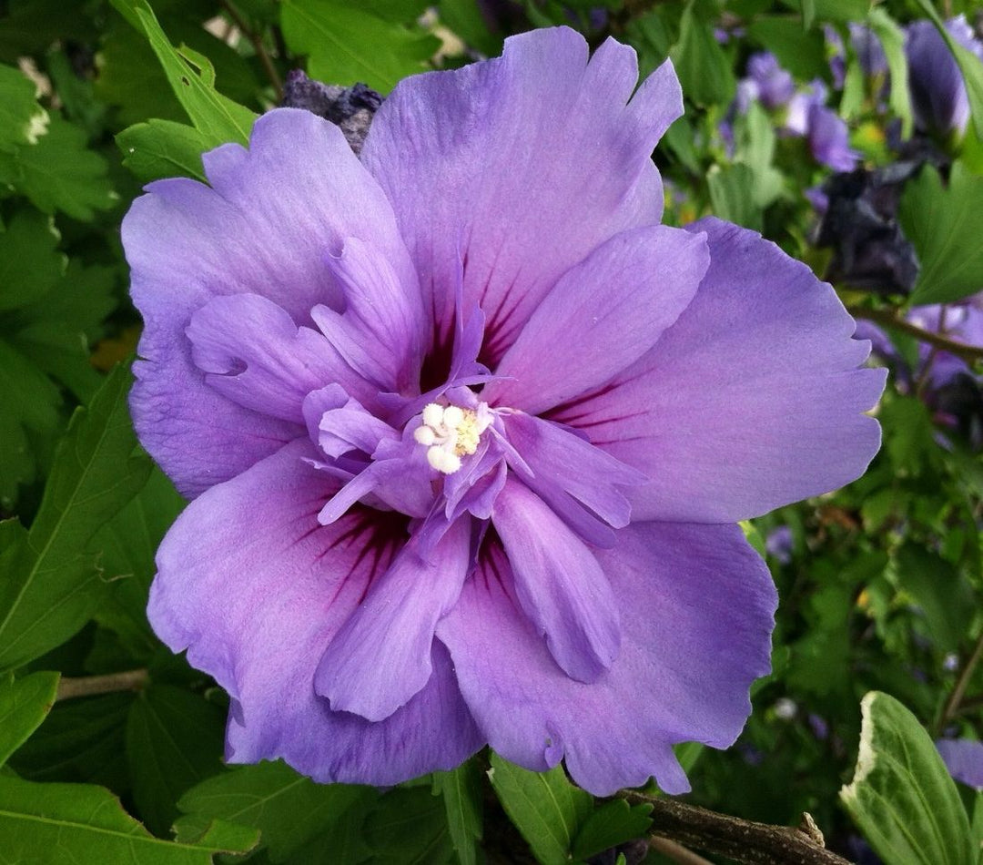Rose Of Sharon - Shrub Althea - Hibiscus 'Purple' Double Blooming