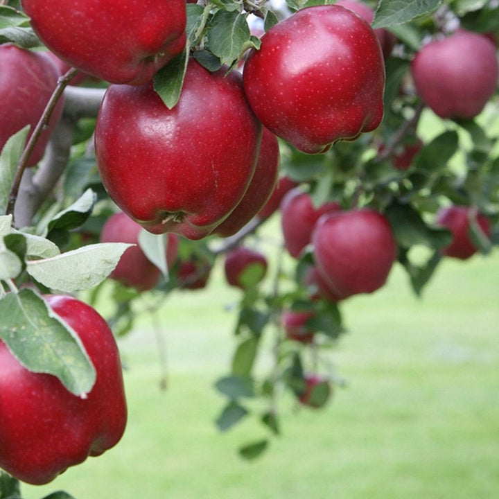 'Red Delicious' Apple tree