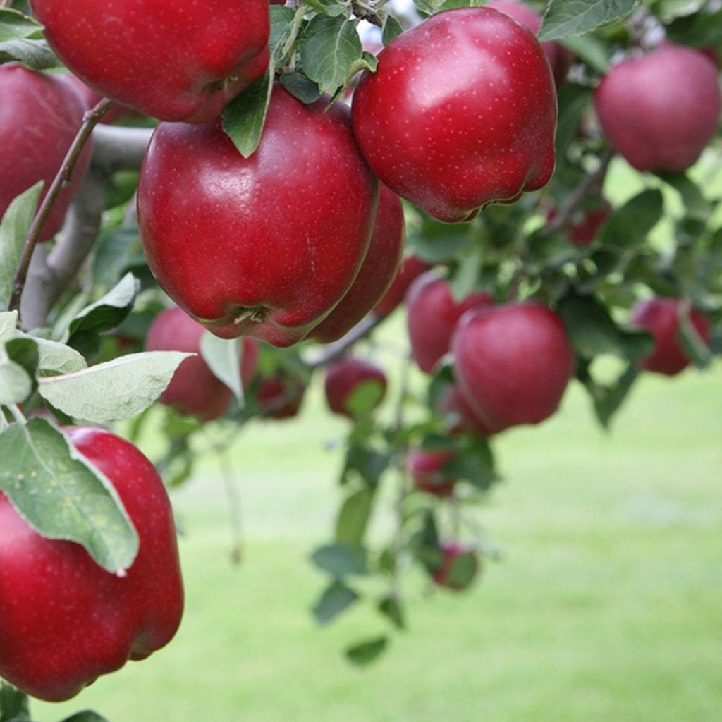 Malus domestica 'Red Delicious' (Red Delicious Apple)