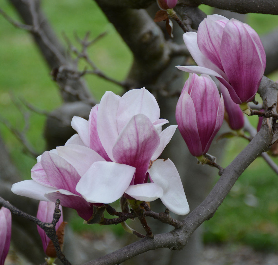 Magnolia 'Saucer'