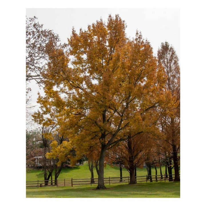 Sawtooth Oak Tree Autumn