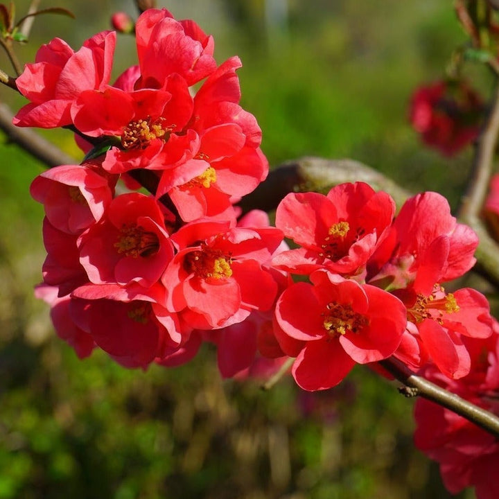 Chaenomeles speciosa - Spitfire red japanese flowering quince