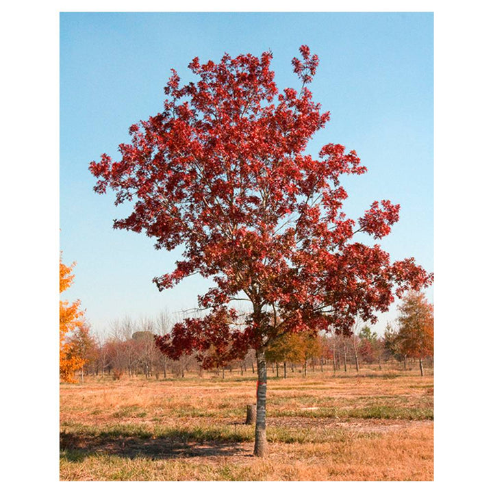 Shumard Oak Tree Autumn