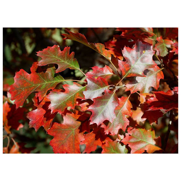 Shumard Oak Tree Autumn Leaves