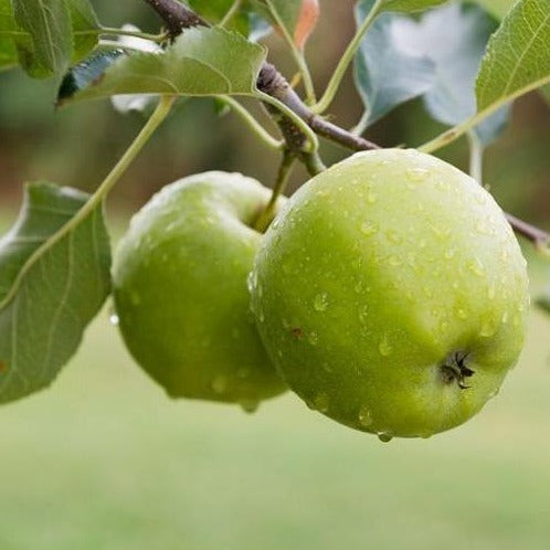 'Granny Smith' Apple tree