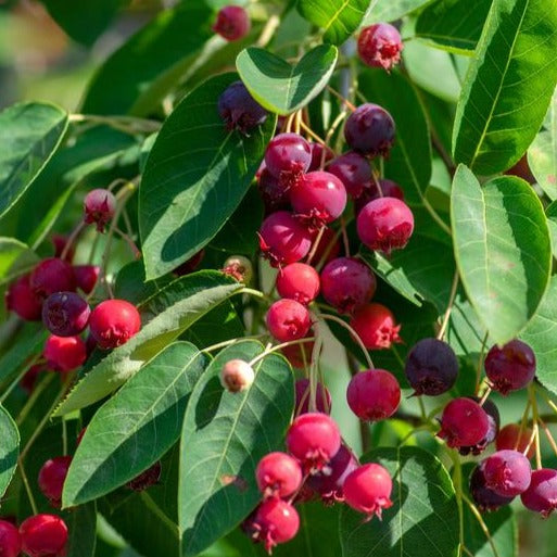 Autumn Berry Serviceberry