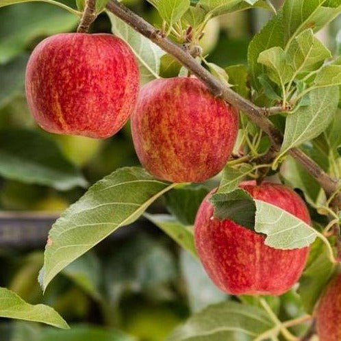 Gala Apple tree