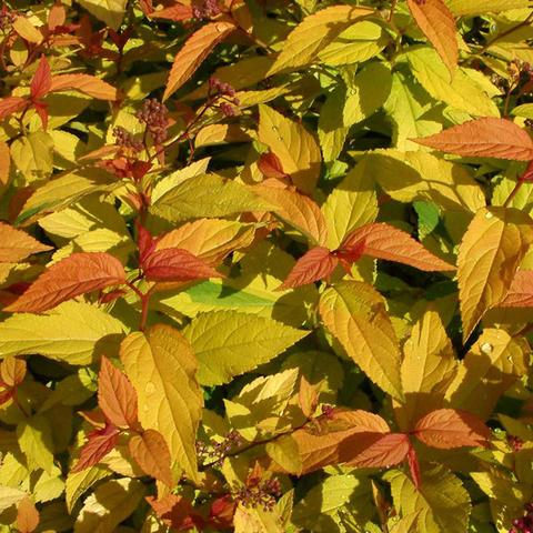 Gold Flame Spirea Leaves