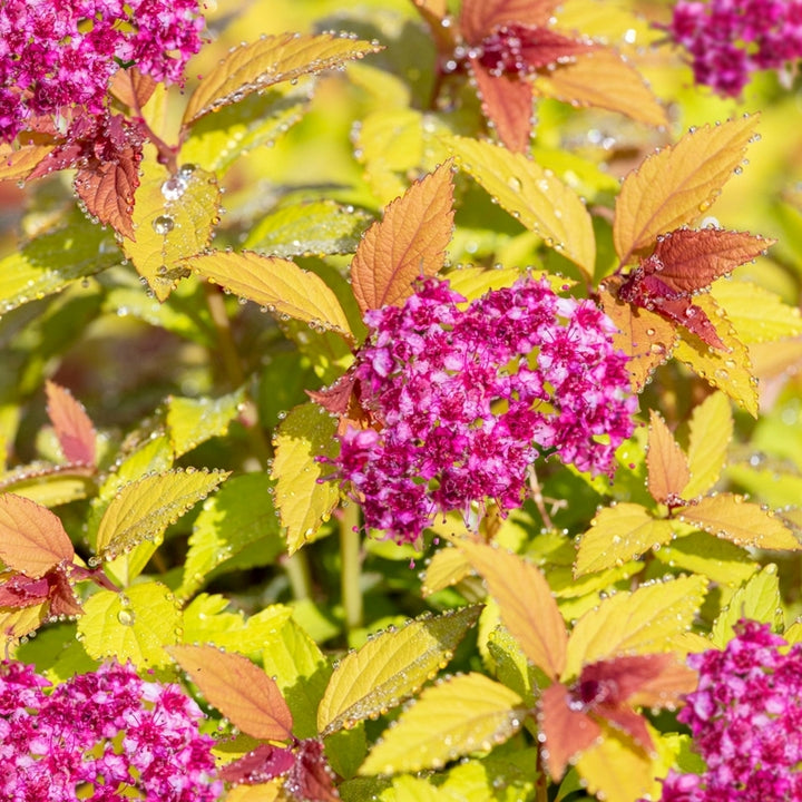 Gold Flame Spirea Blooms