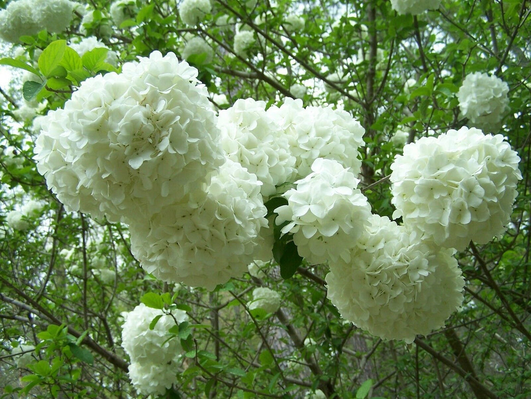 Sterile Chinese Snowball Blooms