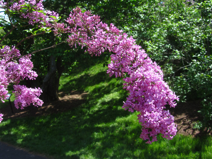 Syringa vulgaris 'Lilac Sunday'