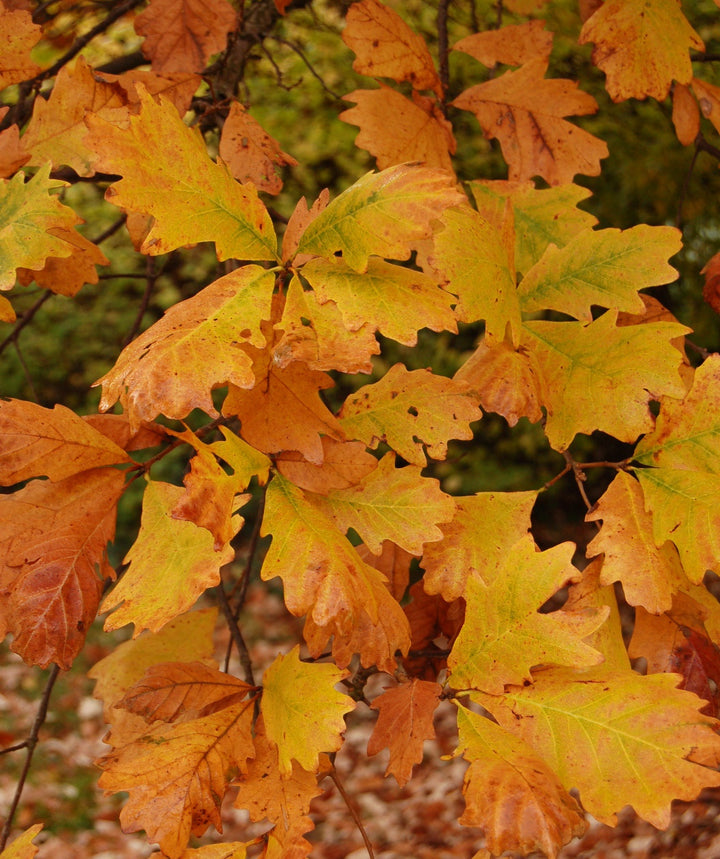 Swamp White Oak Autumn Leaves