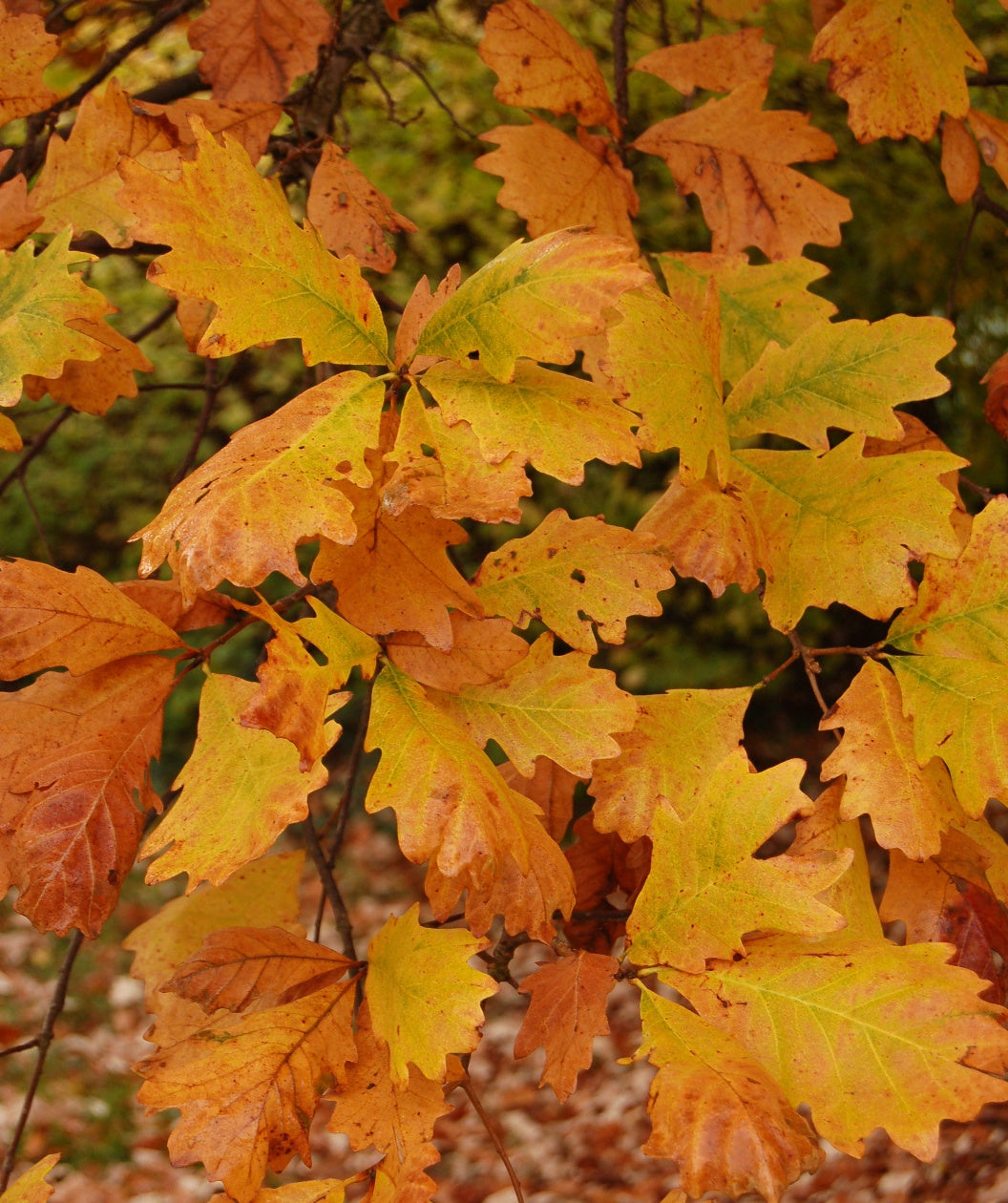 Swamp White Oak Tree | 1 Gallon Established Root System – Tristar Plants