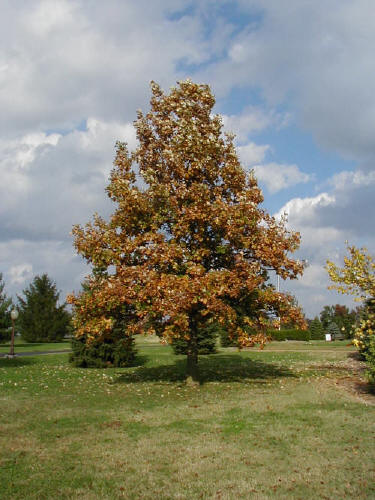 white oak tree in fall