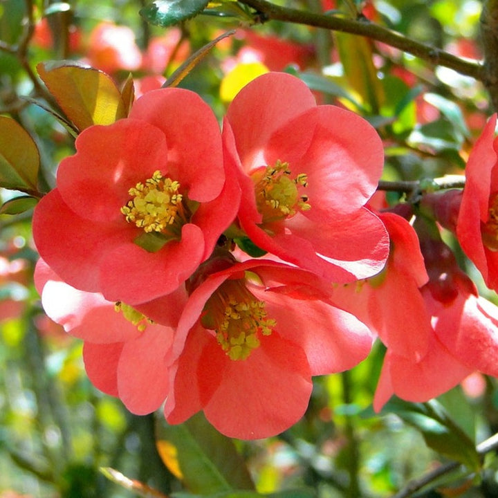 Texas Flowering Quince Flowers