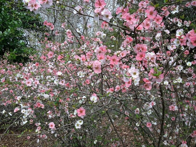 Toyo Nishiki Flowering Quince