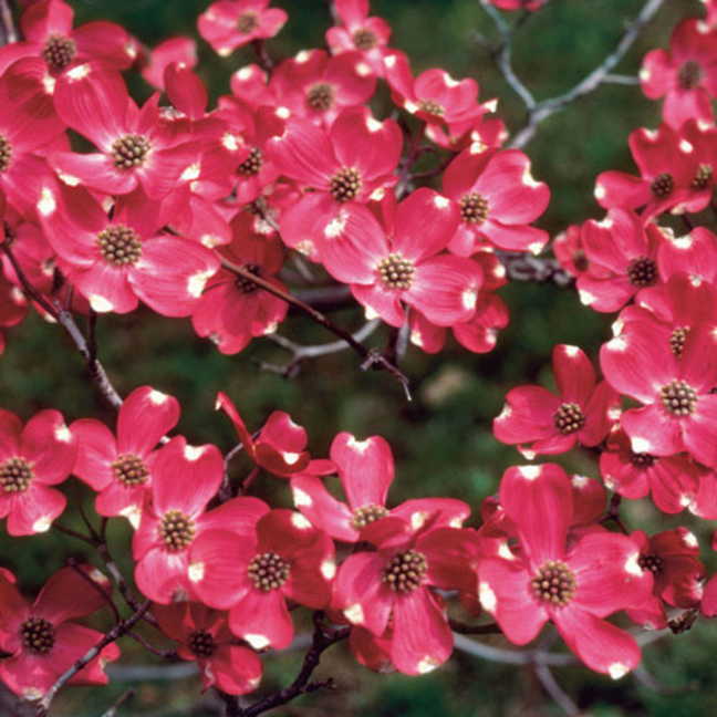 Cornus Florida - Cherokee Chief flowering Dogwood red flower bracts