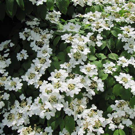 Mariesii Viburnum Snowball Flowers