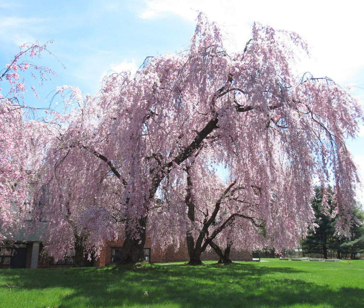 Yoshino Weeping Cherry Flowering tree