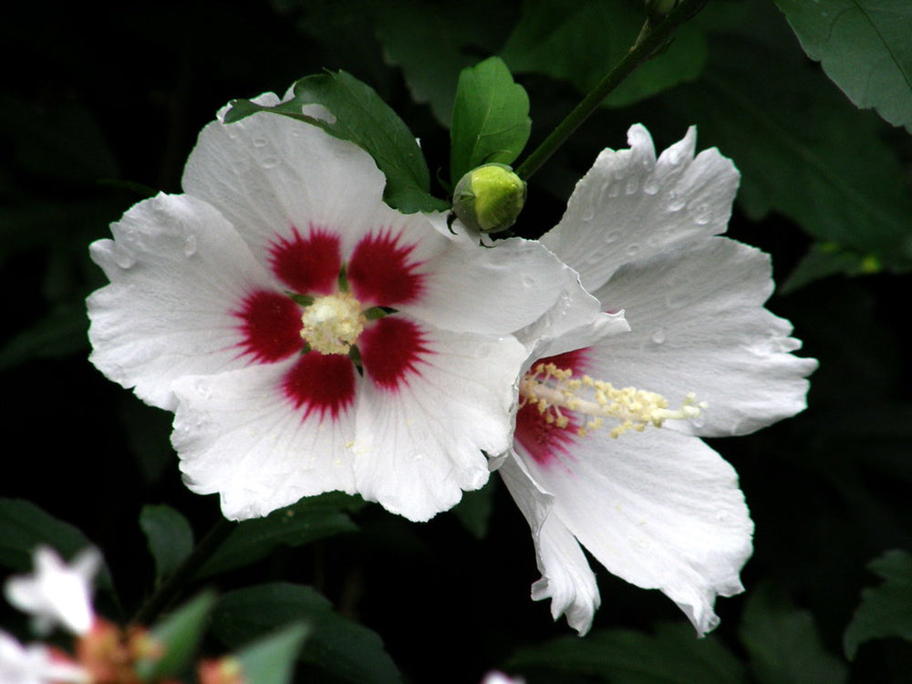 Red Heart Rose of Sharon - Althea flower