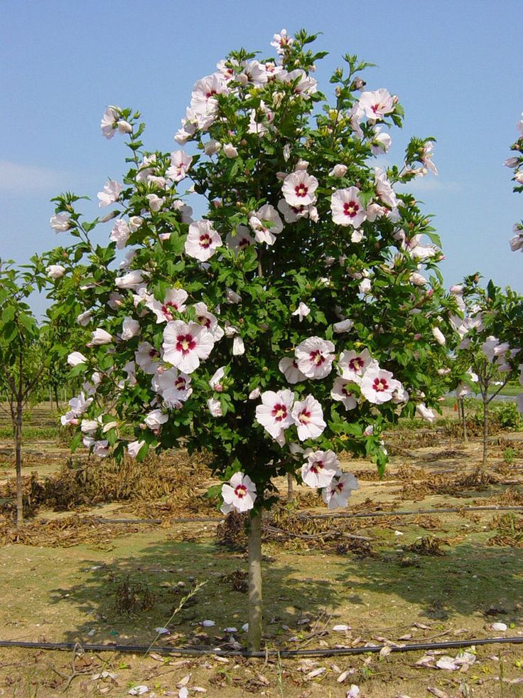 Red Heart Rose of Sharon - Althea Tree