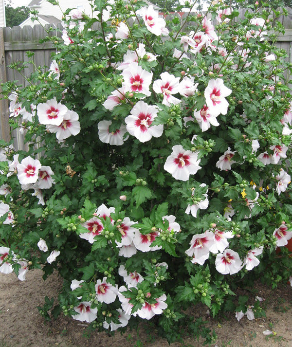 Red Heart Rose of Sharon - Althea