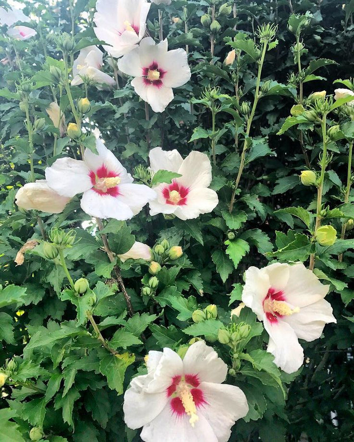 Red Heart Rose of Sharon - Althea flowers