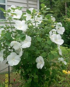 White Rose of Sharon - Althea - Hibiscus
