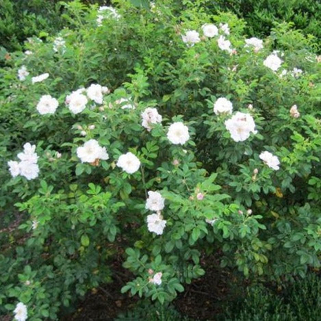 White Rose of Sharon - Althea - Hibiscus