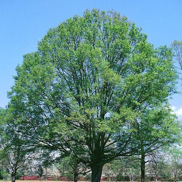 Willow Oak Tree